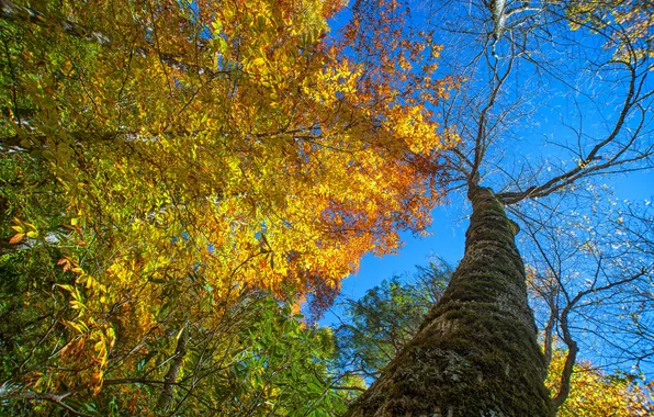 Осень, небо, листья, дерево, ствол