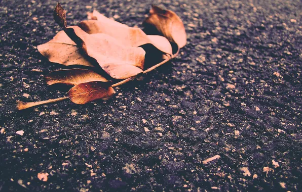 Зима, асфальт, листья, Осень, орех