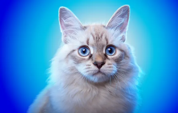 Кот, взгляд, фон, животное, голубые глаза, ушки