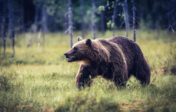 Картинка лето, природа, медведь