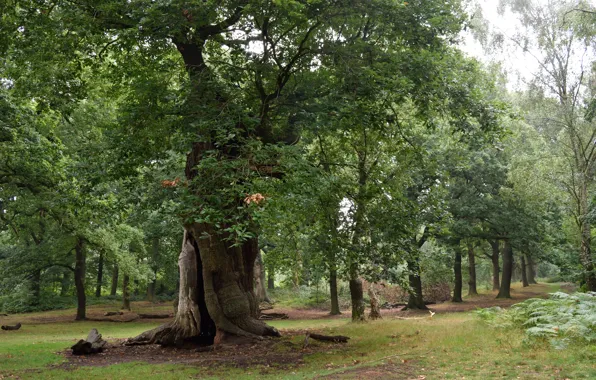 Картинка зелень, лето, деревья, green, summer, Nature, trees