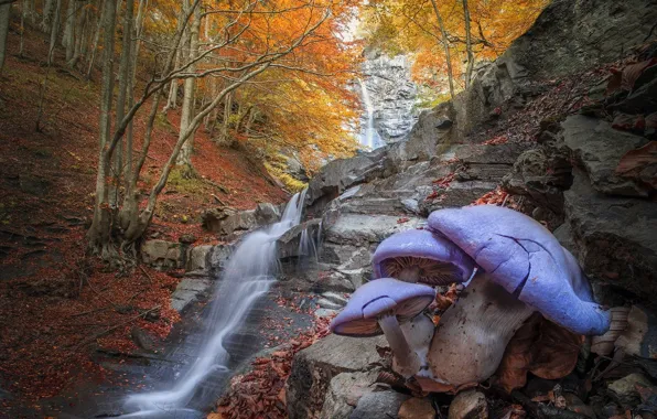 Картинка осень, лес, деревья, пейзаж, природа, камни, грибы, водопад