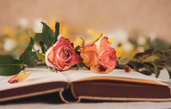 Цветы, розы, букет, книга, оранжевые, боке