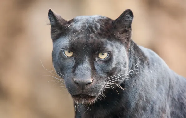 Картинка кошка, взгляд, морда, пантера, чёрный леопард
