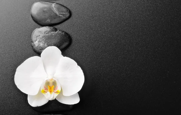 Картинка цветок, камешки, белая орхидея