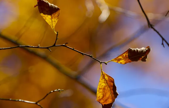Картинка осень, макро, листва, ветка