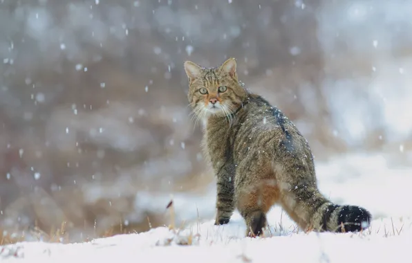 Картинка зима, кот, снег, кошки, природа, хвост, снегопад, дикий