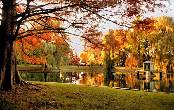 Осень, деревья, природа, пруд, парк, США, Бостон, trees