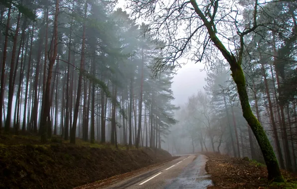 Дорога, осень, лес, туман