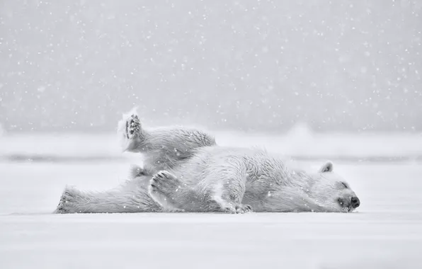 Картинка снег, мишка, Polar bear