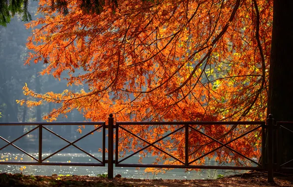 Картинка осень, деревья, природа, парк, забор