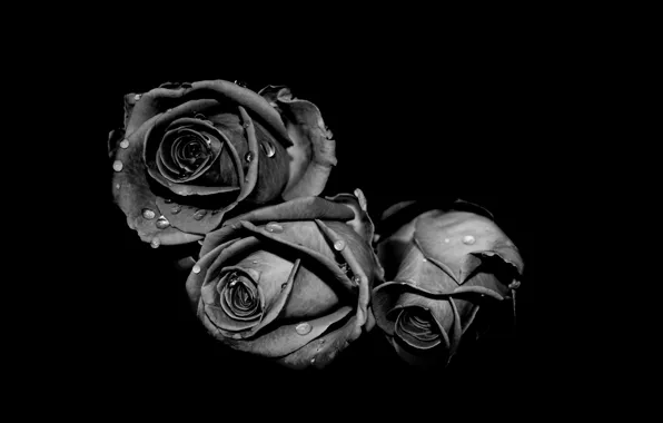 Картинка белый, капли, серый, черный, розы