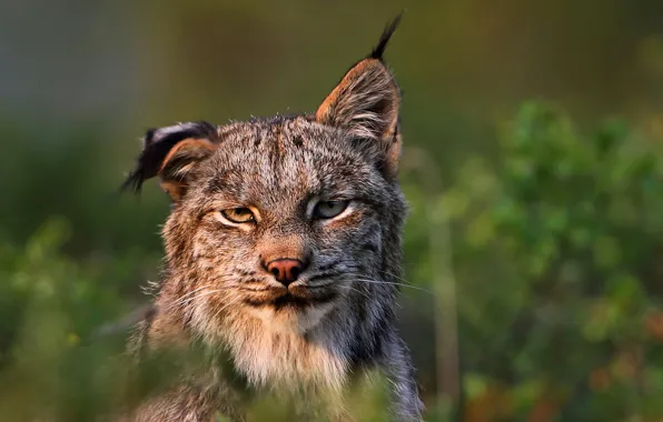 Картинка хищник, рысь, Felis lynx