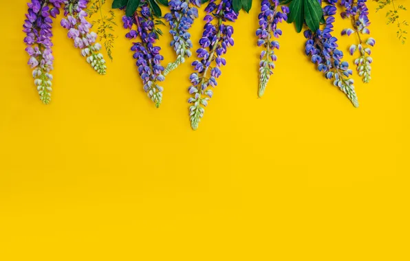 Цветы, желтый, фон, yellow, flowers, purple, люпины, lupine
