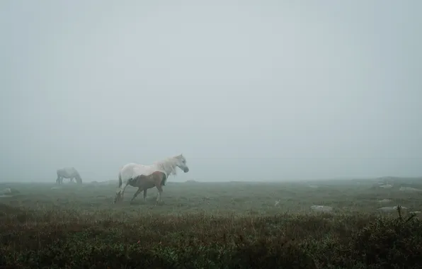 Поле, туман, лошадь, щенок, кобыла