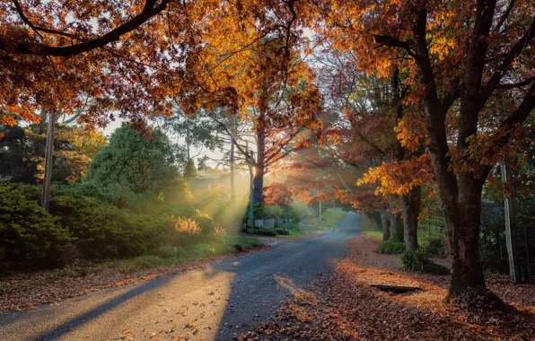 Дорога, осень, солнце, лучи, деревья, пейзаж, природа, тени
