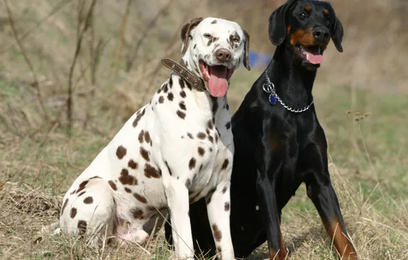 Картинка природа, дружба, друзья, Dalmatian, Dobermann