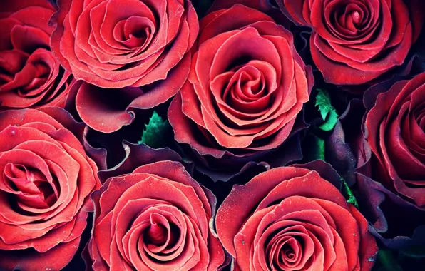 Картинка цветы, розы, красные, red, flowers, флора, roses, flora