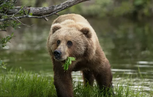 Картинка трава, вода, Аляска, листочек, медведица, Бурый медведь, Кадьяк