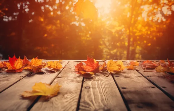 Картинка осень, листья, деревья, colorful, wood, autumn, leaves
