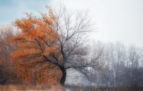 Картинка зима, пейзаж, природа, Россия, погода, Орск, Осен
