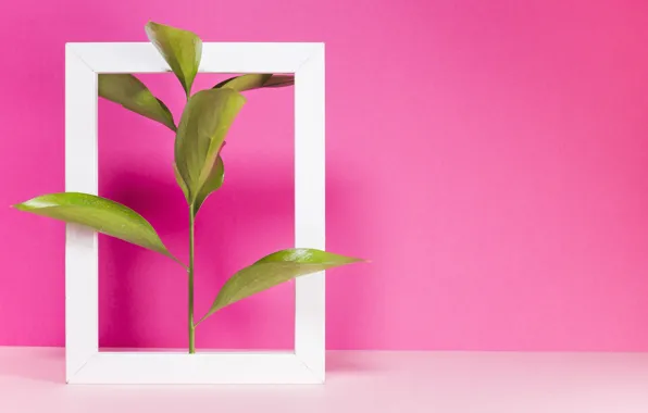 Розовый, растение, рамка, розовый фон, pink, малиновый