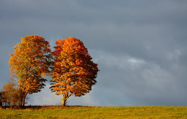 Картинка осень, небо, облака, деревья, поляна