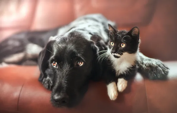 Картинка кошка, собака, дома