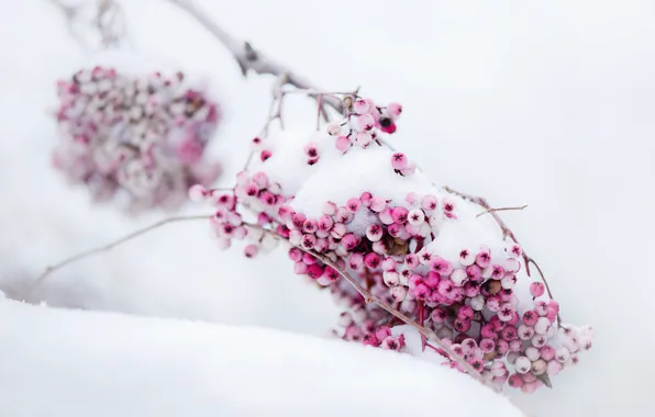 Зима, снег, ветка, Ягоды, розовые, время года
