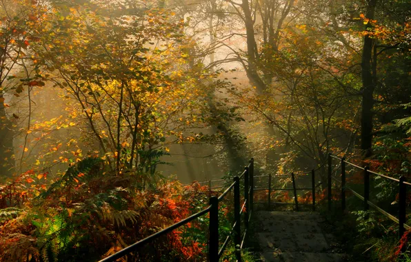 Картинка осень, солнце, деревья, парк, спуск, Англия, перила, кусты