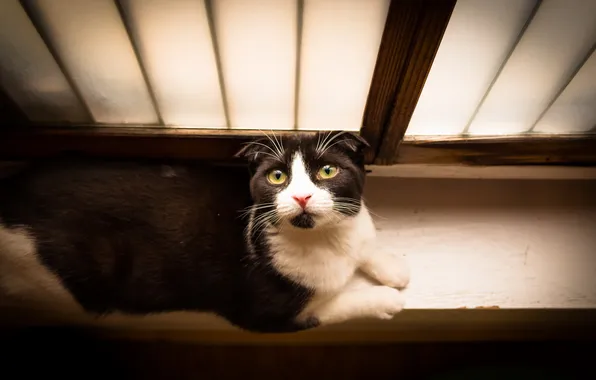 Кошка, взгляд, окно