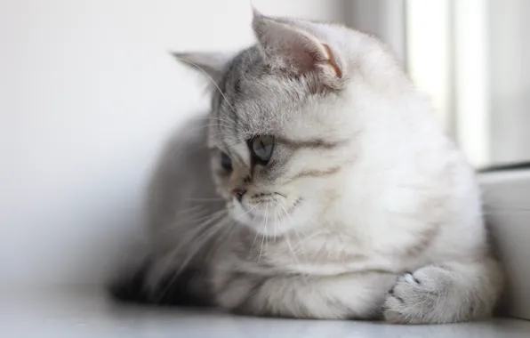 Кошка, котенок, портрет, окно, мордашка, британский, табби