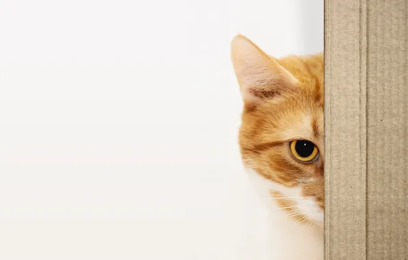Кошка, кот, взгляд, морда, глаз, коробка, портрет, рыжий