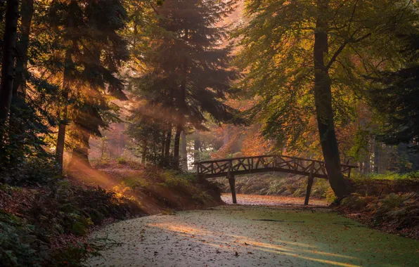 Картинка осень, лес, солнце, лучи, свет, ветки, мост, туман