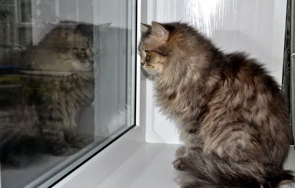 Кот, отражение, окно, серый.