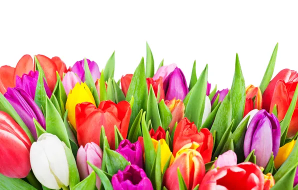 Colorful, тюльпаны, flowers, tulips