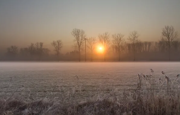 Зима, иней, поле, солнце, деревья, восход, рассвет, Утро