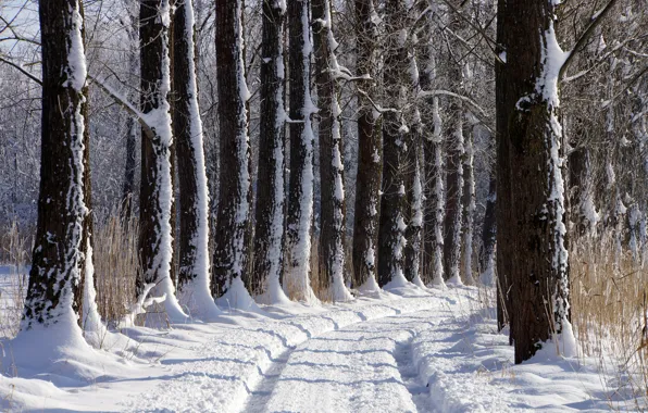 Картинка зима, дорога, снег, деревья, аллея