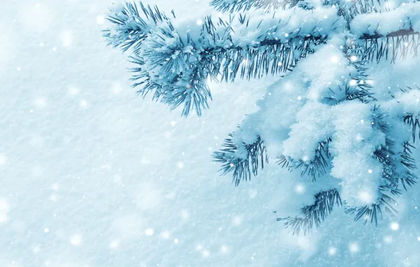 Картинка зима, макро, снег, иголки, ветки, природа, дерево, елка