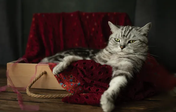 Кошка, кот, взгляд, поза, темный фон, стол, доски, лапки