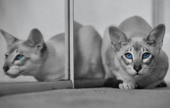 Кошка, кот, взгляд, отражение, мордочка, голубые глаза, монохром, Ориентальная кошка