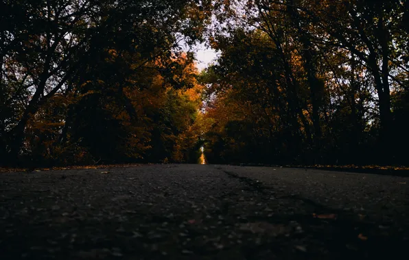 Nature, Road, Trees
