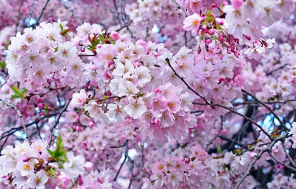 Вишня, дерево, розовый, весна, сакура