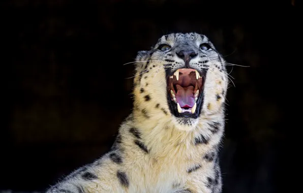 Хищник, оскал, ирбис, снежный барс, snow leopard, дикая кошка