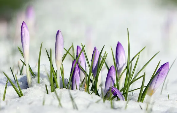 Картинка макро, снег, цветы, crocus