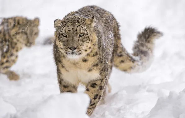 Картинка морда, снег, хищник, ирбис, снежный барс, дикая кошка, снежный леопард