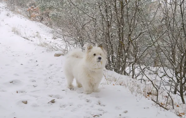 Картинка Зима, Снег, Собачка, Dog, Winter, Snow, Вест-хайленд-уайт-терьер