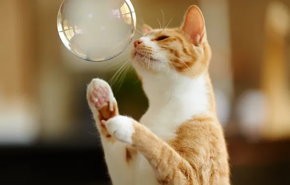 Кот, игра, лапы, рыжий, мыльный пузырь