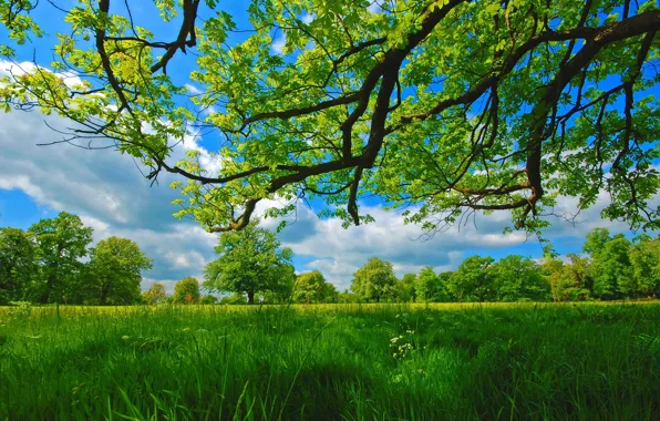 Картинка лето, трава, деревья, ветки, луг