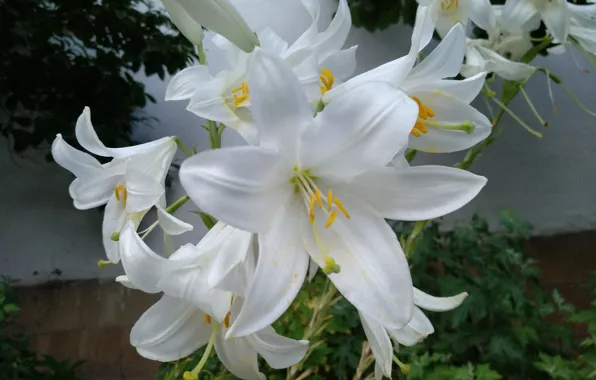 Картинка Лилии, Lilies, White lily, Белые лилии